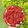 Dâu sấy dẻo 1kg TET-8276-9262-1KG